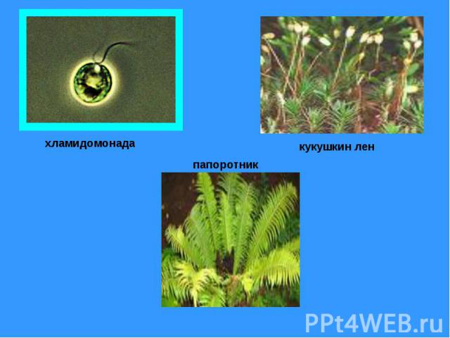 Распознаватель растений по фото онлайн