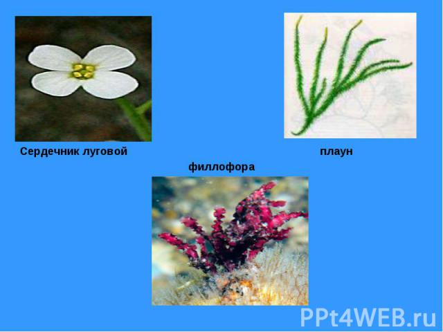 Распознаватель растений по фото онлайн