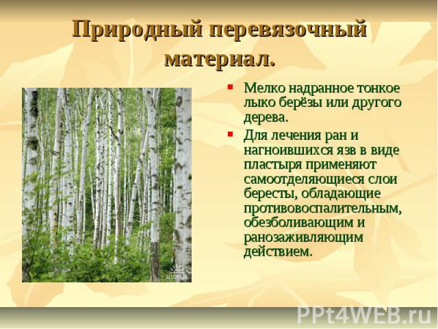 Природный перевязочный материал. Мелко надранное тонкое лыко берёзы или другого дерева. Для лечения ран и нагноившихся язв в виде пластыря применяют самоотделяющиеся слои бересты, обладающие противовоспалительным, обезболивающим и ранозаживляющим де…