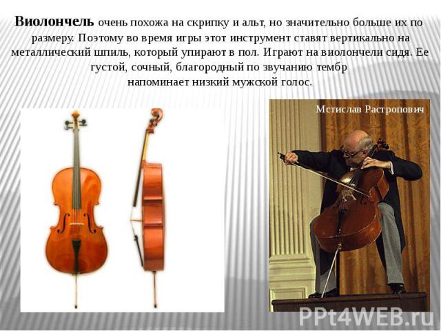 Виолончель очень похожа на скрипку и альт, но значительно больше их по размеру. Поэтому во время игры этот инструмент ставят вертикально на металлический шпиль, который упирают в пол. Играют на виолончели сидя. Ее густой, сочный, благородный по звуч…