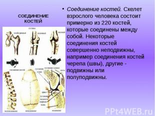 СОЕДИНЕНИЕ КОСТЕЙ Соединение костей. Скелет взрослого человека состоит примерно