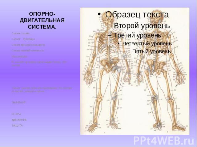 ОПОРНО-ДВИГАТЕЛЬНАЯ СИСТЕМА. Скелет головы.Скелет туловищаСкелет верхней конечности Скелет нижней конечности МускулатураВ скелете человека насчитывают более 200 костей.Скелет единое прочное образование. Он состоит из костей ,хрящей и связок.ЗНАЧЕНИЕ…