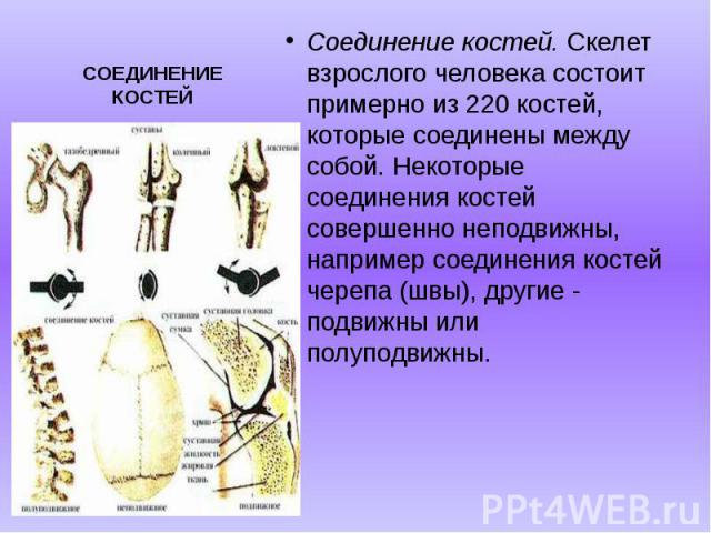 СОЕДИНЕНИЕ КОСТЕЙ Соединение костей. Скелет взрослого человека состоит примерно из 220 костей, которые соединены между собой. Некоторые соединения костей совершенно неподвижны, например соединения костей черепа (швы), другие - подвижны или полуподвижны.