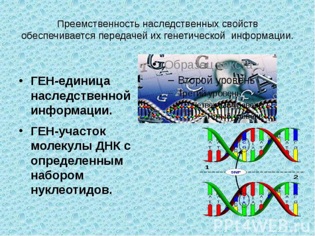 Преемственность наследственных свойств обеспечивается передачей их генетической информации. ГЕН-единица наследственной информации.ГЕН-участок молекулы ДНК с определенным набором нуклеотидов.