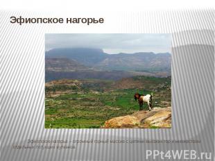 Эфиопское нагорье – огромный горный массив с цепями высоких гор и множеством отд
