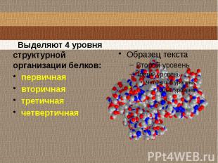 Выделяют 4 уровня структурной организации белков:первичнаявторичнаятретичнаячетв