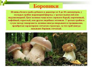 Боровики Шляпка белого гриба дубового в диаметре от 8 до 30 сантиметров, у молод