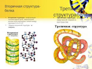 Вторичная структура-белка Вторичная структура - конформация полипептидной цепи,