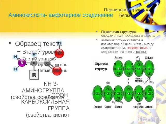 Аминокислота- амфотерное соединение NH 3- АМИНОГРУППА(свойства основания - COOH КАРБОКСИЛЬНАЯ ГРУППА(свойства кислот Первичная структура - определенная последовательность аминокислотных остатков в полипептидной цепи. Связи между аминокислотами ковал…