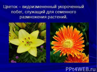 Цветок – видоизмененный укороченный побег, служащий для семенного размножения ра