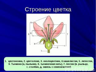 Строение цветка цветоножка, 2. цветоложе, 3. околоцветник, 4.чашелистик, 5. лепе