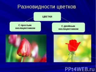 Разновидности цветков