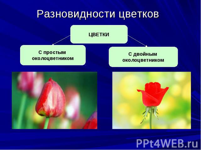Разновидности цветков