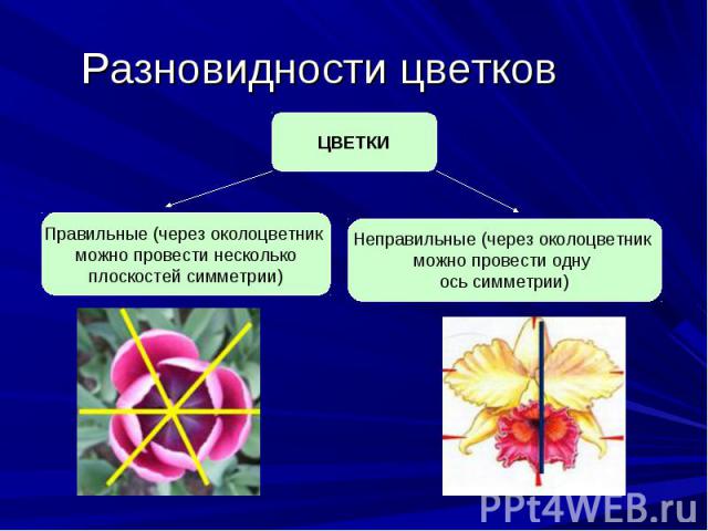 Разновидности цветков