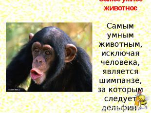 Самое умное животноеСамым умным животным, исключая человека, является шимпанзе,