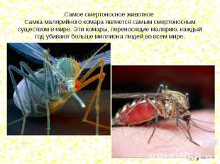 Самое смертоносное животное Самка малярийного комара является самым смертоносным