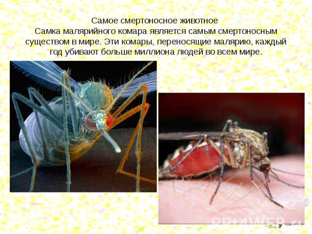 Самое смертоносное животное Самка малярийного комара является самым смертоносным существом в мире. Эти комары, переносящие малярию, каждый год убивают больше миллиона людей во всем мире.