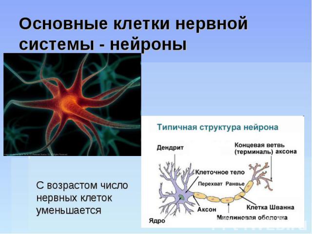 Основные клетки нервной системы - нейроны С возрастом число нервных клеток уменьшается