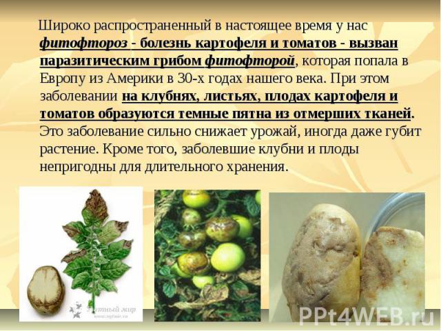 Широко распространенный в настоящее время у нас фитофтороз - болезнь картофеля и томатов - вызван паразитическим грибом фитофторой, которая попала в Европу из Америки в 30-х годах нашего века. При этом заболевании на клубнях, листьях, плодах картофе…