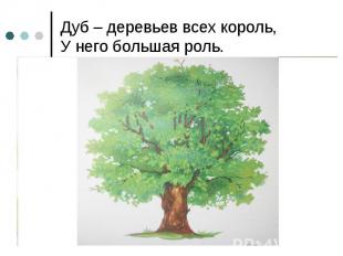 Дуб – деревьев всех король,У него большая роль.
