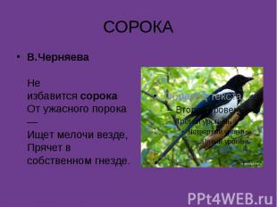 СОРОКАВ.ЧерняеваНе избавится&nbsp;сорокаОт ужасного порока —Ищет мелочи везде,Пр