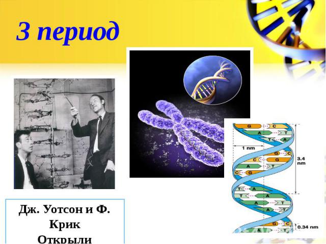 3 периодДж. Уотсон и Ф. КрикОткрыли структуру ДНК в 1953г.