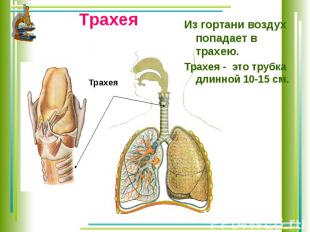 ТрахеяИз гортани воздух попадает в трахею.Трахея - это трубка длинной 10-15 см.