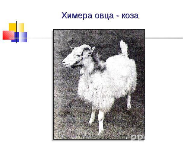 Химера овца - коза