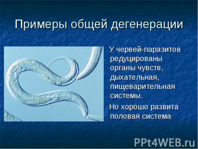 Примеры общей дегенерации У червей-паразитов редуцированы органы чувств, дыхательная, пищеварительная системы. Но хорошо развита половая система
