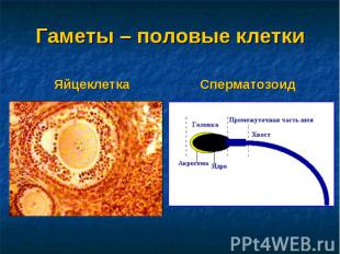 Гаметы – половые клеткиЯйцеклетка Сперматозоид