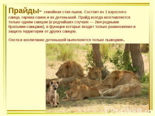 Прайды- семейная стая львов. Состоит из 1 взрослого самца, гарема самок и их дет