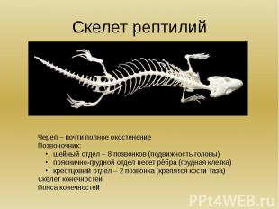Скелет рептилий Череп – почти полное окостенениеПозвоночник: шейный отдел – 8 по