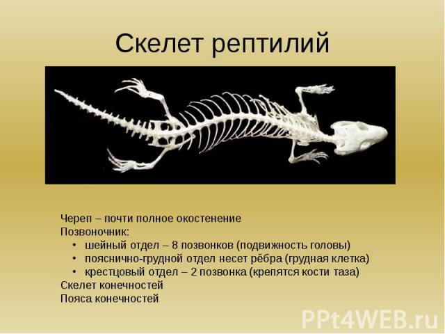 Скелет рептилий Череп – почти полное окостенениеПозвоночник: шейный отдел – 8 позвонков (подвижность головы) пояснично-грудной отдел несет рёбра (грудная клетка) крестцовый отдел – 2 позвонка (крепятся кости таза)Скелет конечностейПояса конечностей