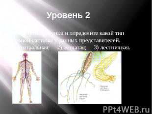 Уровень 2 Задание 1. Рассмотрите рисунки и определите какой тип нервной системы