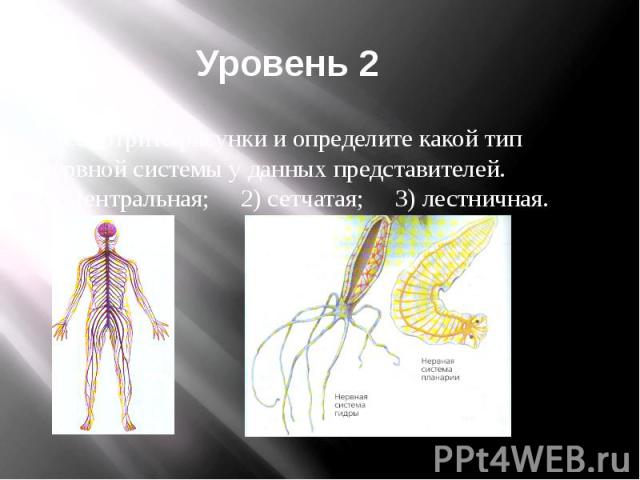 Уровень 2 Задание 1. Рассмотрите рисунки и определите какой тип нервной системы у данных представителей.1) Центральная; 2) сетчатая; 3) лестничная.