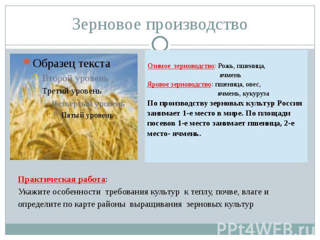 Зерновое производство Озимое зерноводство: Рожь, пшеница, ячменьЯровое зерноводство: пшеница, овес, ячмень, кукурузаПо производству зерновых культур Россия занимает 1-е место в мире. По площади посевов 1-е место занимает пшеница, 2-е место- ячмень. …