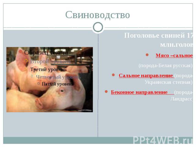 Свиноводство Поголовье свиней 17 млн.головМясо –сальное (порода-Белая русская);Сальное направление (порода-Украинская степная);Беконное направление (порода-Ландрасс)