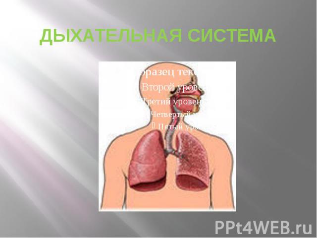 ДЫХАТЕЛЬНАЯ СИСТЕМА