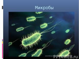 Микробы