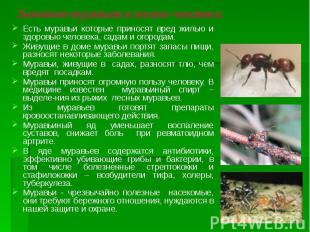 Значение муравьев в жизни человека: Есть муравьи которые приносят вред жилью и з