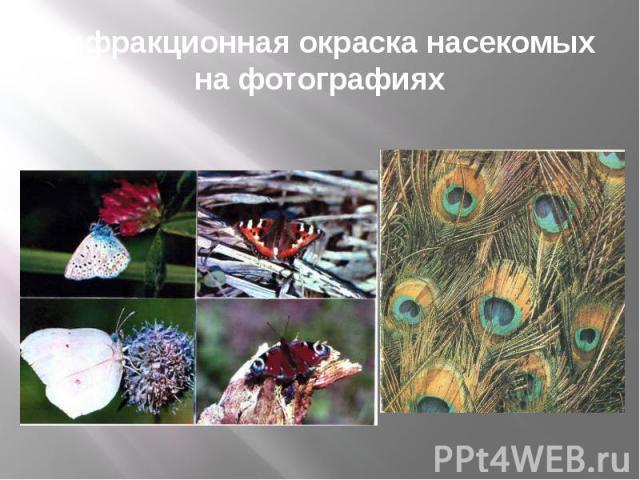 Дифракционная окраска насекомых на фотографиях