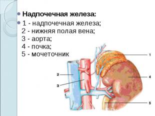 Надпочечная железа:Надпочечная железа:1&nbsp;- надпочечная железа;&nbsp;2&nbsp;-