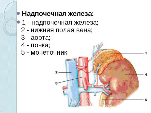 Надпочечная железа:Надпочечная железа:1 - надпочечная железа; 2 - нижняя полая вена; 3 - аорта; 4 - почка; 5 - мочеточник 