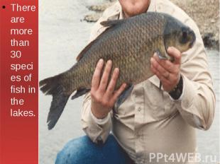 There are more than 30 species of fish in the lakes.