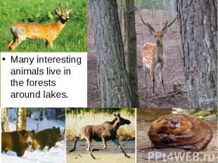 Many interesting animals live in the forests around lakes.