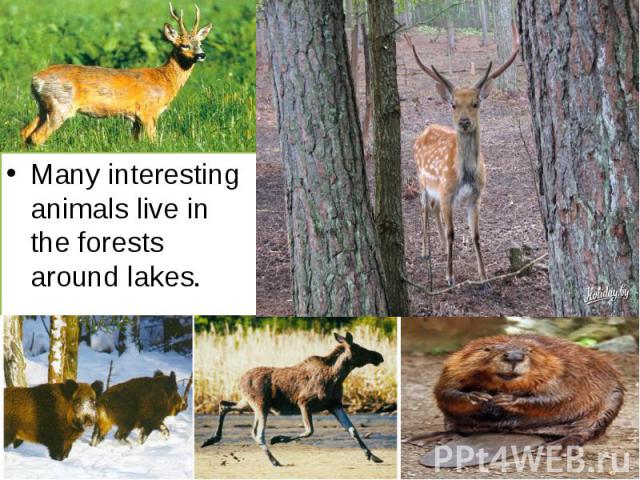 Many interesting animals live in the forests around lakes.