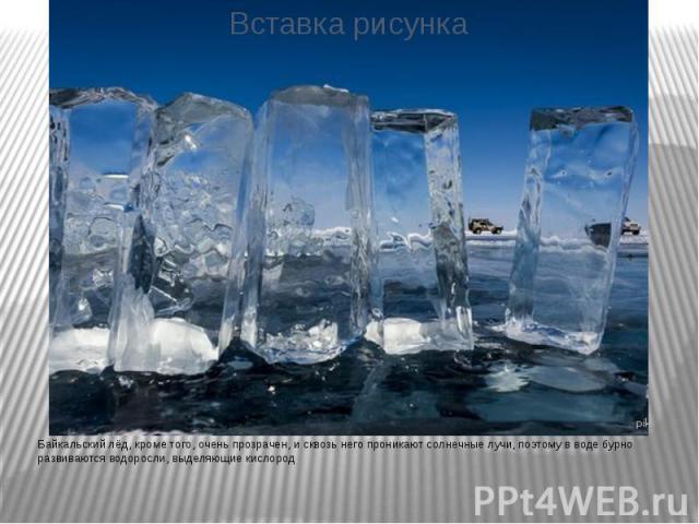 Байкальский лёд, кроме того, очень прозрачен, и сквозь него проникают солнечные лучи, поэтому в воде бурно развиваются водоросли, выделяющие кислород