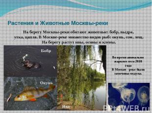 Растения и Животные Москвы-реки