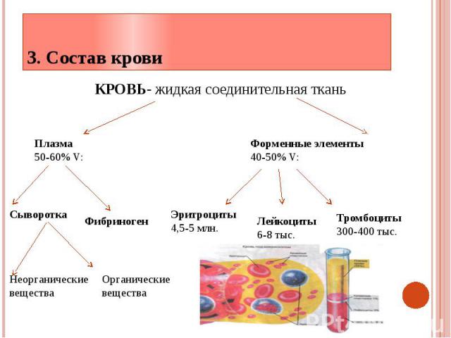 3. Состав крови КРОВЬ- жидкая соединительная ткань