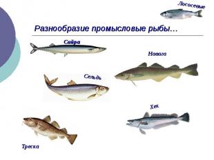 Разнообразие промысловые рыбы…